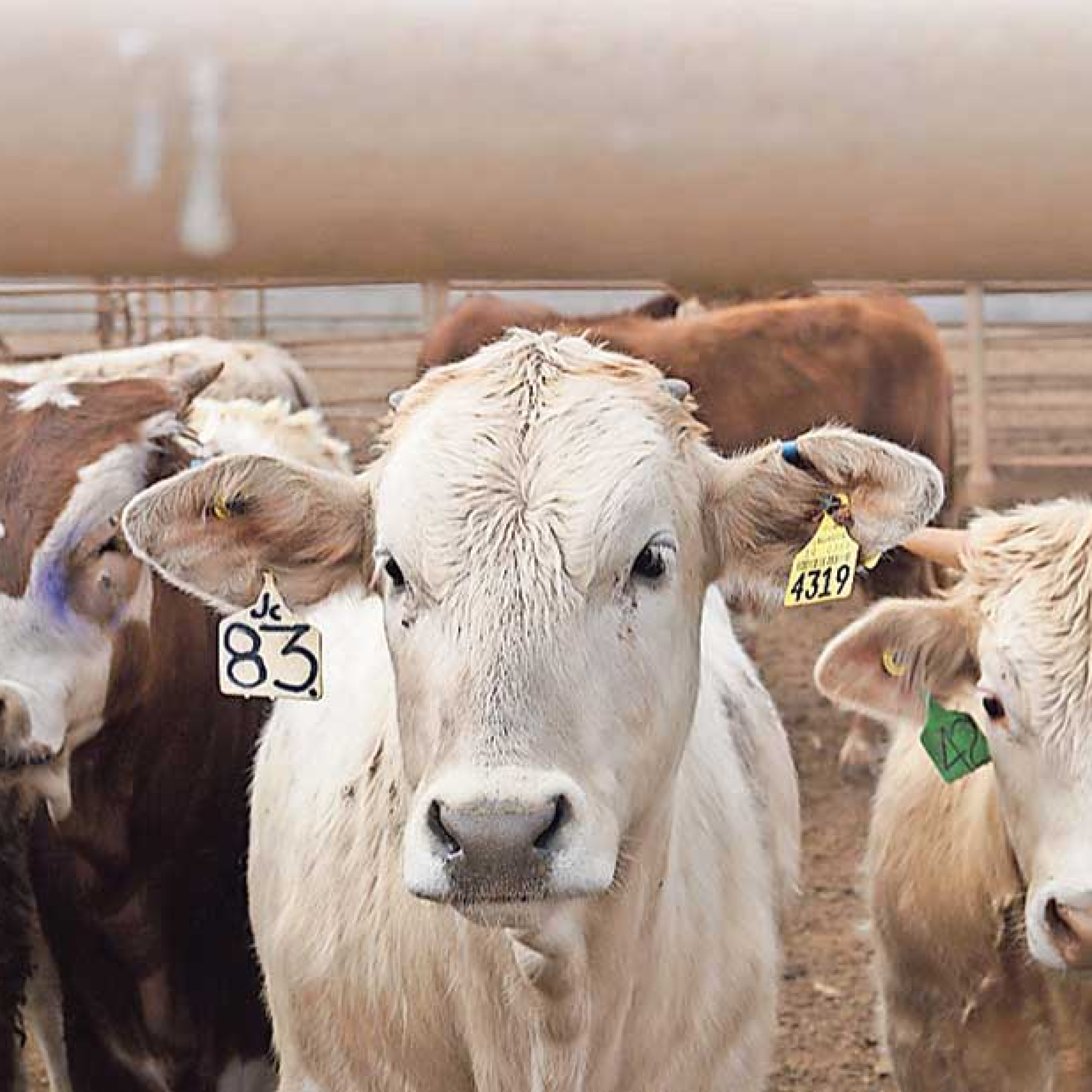 Ignoring Inflation? The Beef Market Is Proving Everyone Wrong. - 2tzyxgl